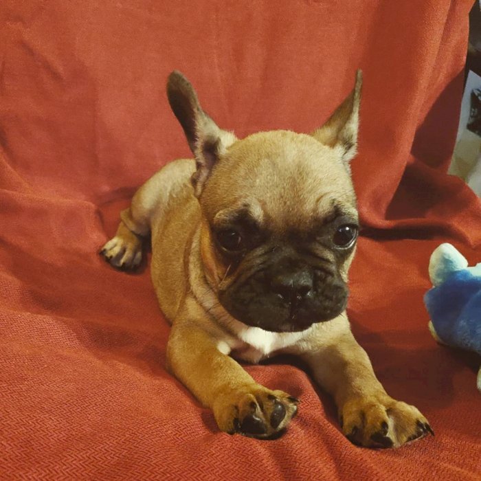Adorable cachorro raza bulldog frances de 2 meses para adopcion