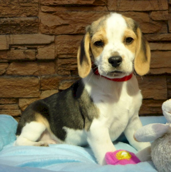 Perro beagle con cocker blanco, negro y amarillo de 4 meses en venta comprar